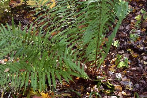 Fern in the forest Foto stock