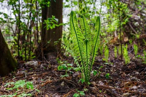 Fern in the forest Stock Photos
