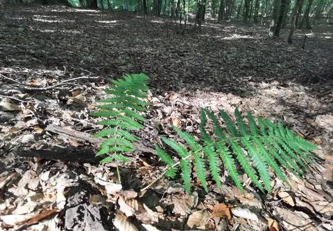 Fern in the forest Stock Photos