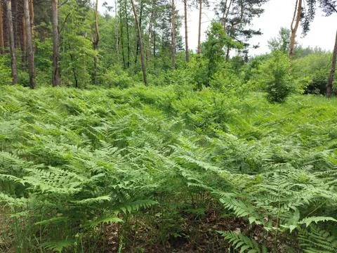 A fern in the forest Стоковые фото