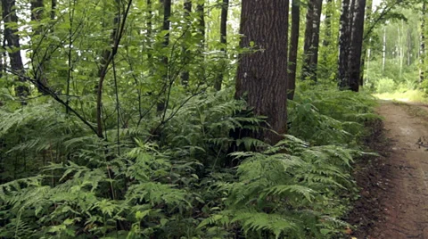 Fern on a forest road 库存影片 39844771