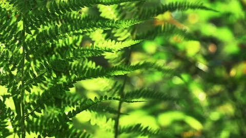 Fern in the forest in the sun Stock Footage 115089107