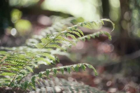 Fern in the forest with swirly bokeh Stock Footage 239865447