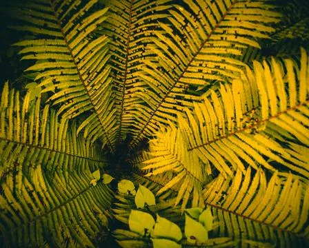 The fern in the forest from the top down Stock Photos