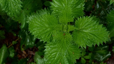Fern in the forest, top view in 4K Vídeos de archivo 129440353