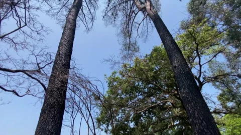 Fern forest with two tall trees reaching into blue sky Stock Footage 310932314
