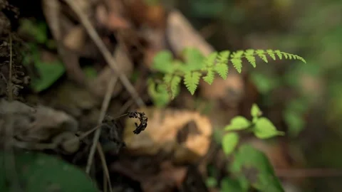 Fern in Forest Underbrush. Close-up of delicate green fern surrounded by natural Stockbeeldmateriaal 296089191