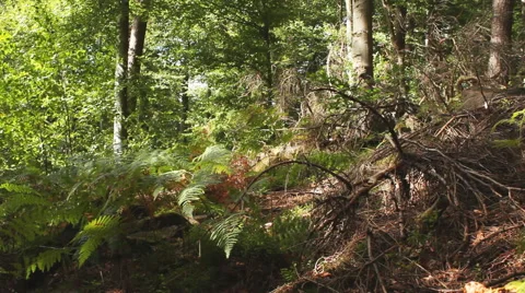 Fern in forest waving at wind Stock Footage 54713481