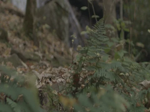 Fern forground waterfall background fall time slow motion Stock Footage 81141384