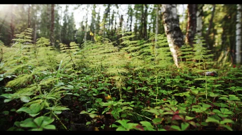Fern Forrest - Alaska Early Fall 1 Ultra HD 5K Stock Footage 42197009