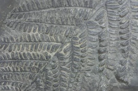 Fern fossils Stock Photos