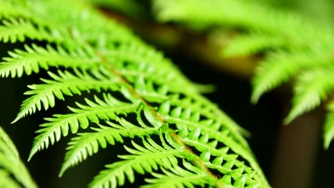 Fern Frond Close Up Stock Footage 74644107