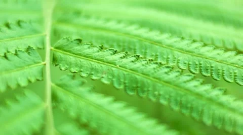 Fern frond close up. macro Видео 40787630