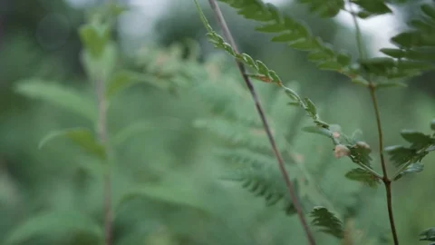 Fern Frond gently blowing in the wind with shallow depth of field Stock Footage 88047922