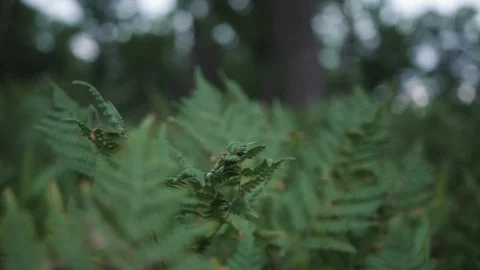 Fern Frond gently blowing in the wind with shallow depth of field 240fps Stock-Footage 88047938