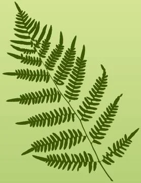 Fern frond Illustration