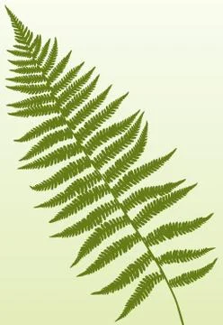 Fern frond Stockillustratie