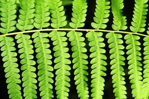 Fern frond leaf background Stock Photos