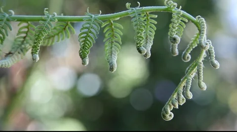 Fern frond pan 9 Stock Footage 879878