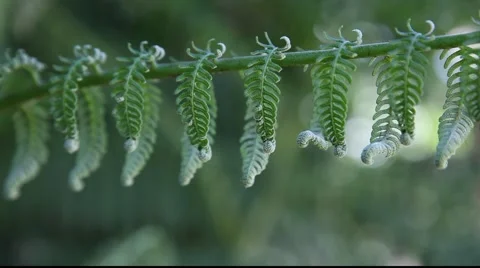 Fern frond pan Left to right Stock Footage 879824