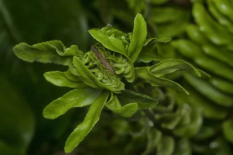 Fern frond Stock Photos