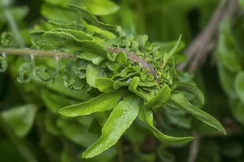 Fern frond 写真素材