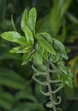 Fern frond Foto stock