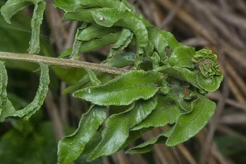 Fern frond Stock Photos