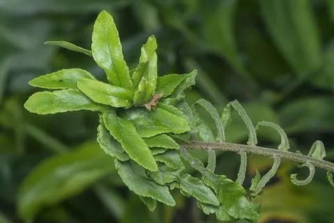 Fern frond 写真素材