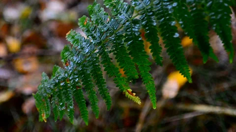 Fern frond in the rain Stock Footage 35856750