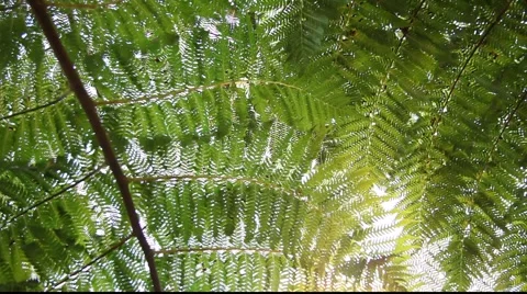 Fern Frond Right to Left Pan Stock Footage 879741