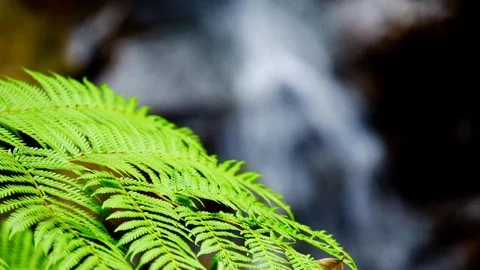 Fern Frond With Waterfall In Background Stock Footage 74644066