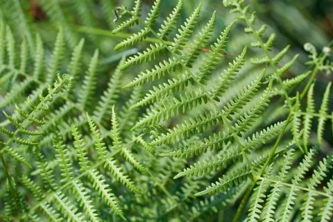 Fern fronds - background Stock Photos
