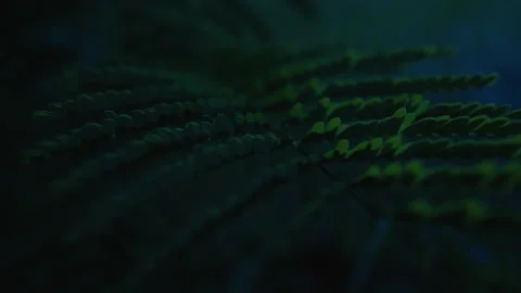 Fern Fronds in Dark Blue Twilight Forest Macro Close Up, Slow Motion Stock Footage 346076635