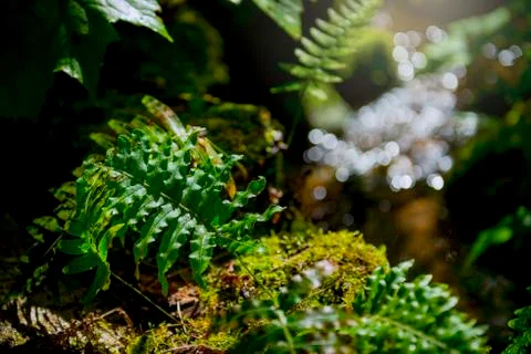 Fern fronds in the forest Stock Photos