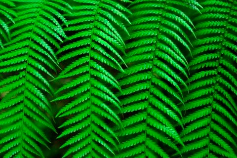 Fern fronds Stock Photos