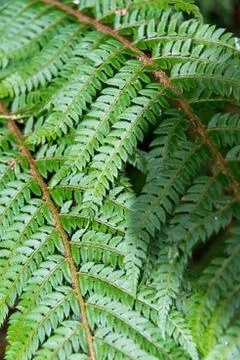 Fern fronds Stock Photos