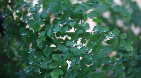 Fern fronds with raindrops Stock Footage 990378