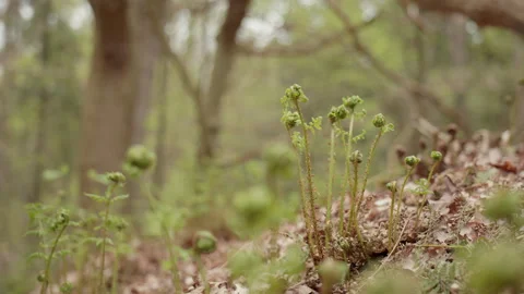Fern fronds sprouting from leaf litter on forest floor, wide close-up. 4K 60fps. Stock Footage 334367770