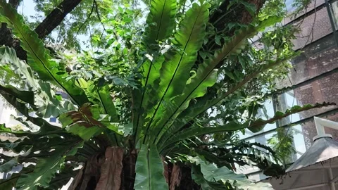 Fern fronds on the tree trunk Stock Footage 341661874