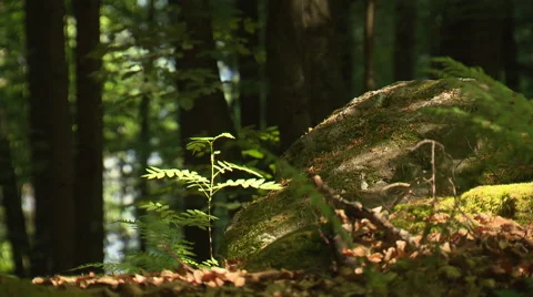 Fern in front of moss stone in the deep forest Stock Footage 59563294