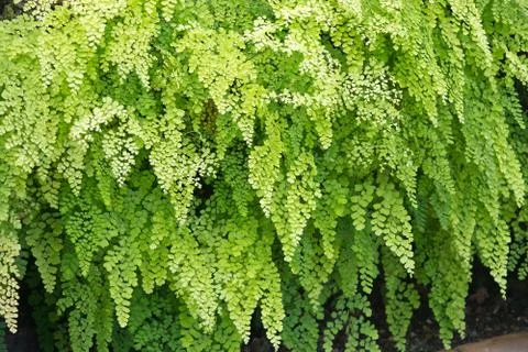 Fern full frame background Stock Photos