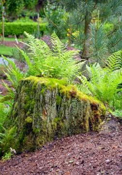 Fern garden Stock Photos