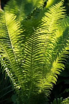 Fern in the garden Stock Photos