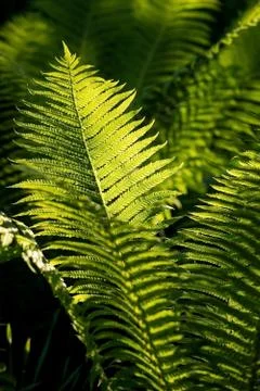 Fern in the garden Stock Photos
