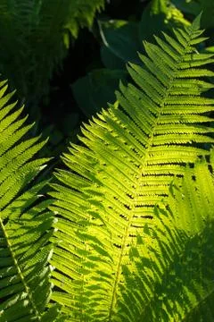 Fern in the garden Foto stock