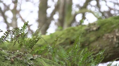 Fern gently blowing Stock Footage 71391143