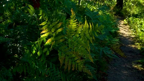 Fern, grass and flowers move in the rays of the setting sun Stock Footage 233081489