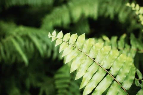 Fern with green background. Stock Photos