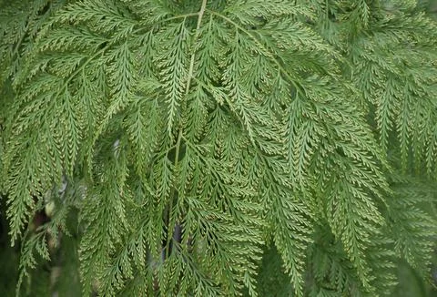 Fern green leaf background, closed up and beautiful texture from nature Stock Photos